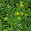 Flat-Topped Goldenrod