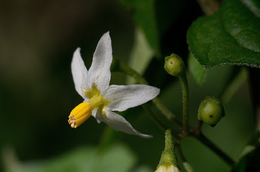 Solanum nigrum