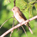 Spotted flycatcher