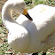 Whooper swan