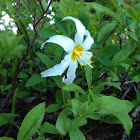 Avalanche lily