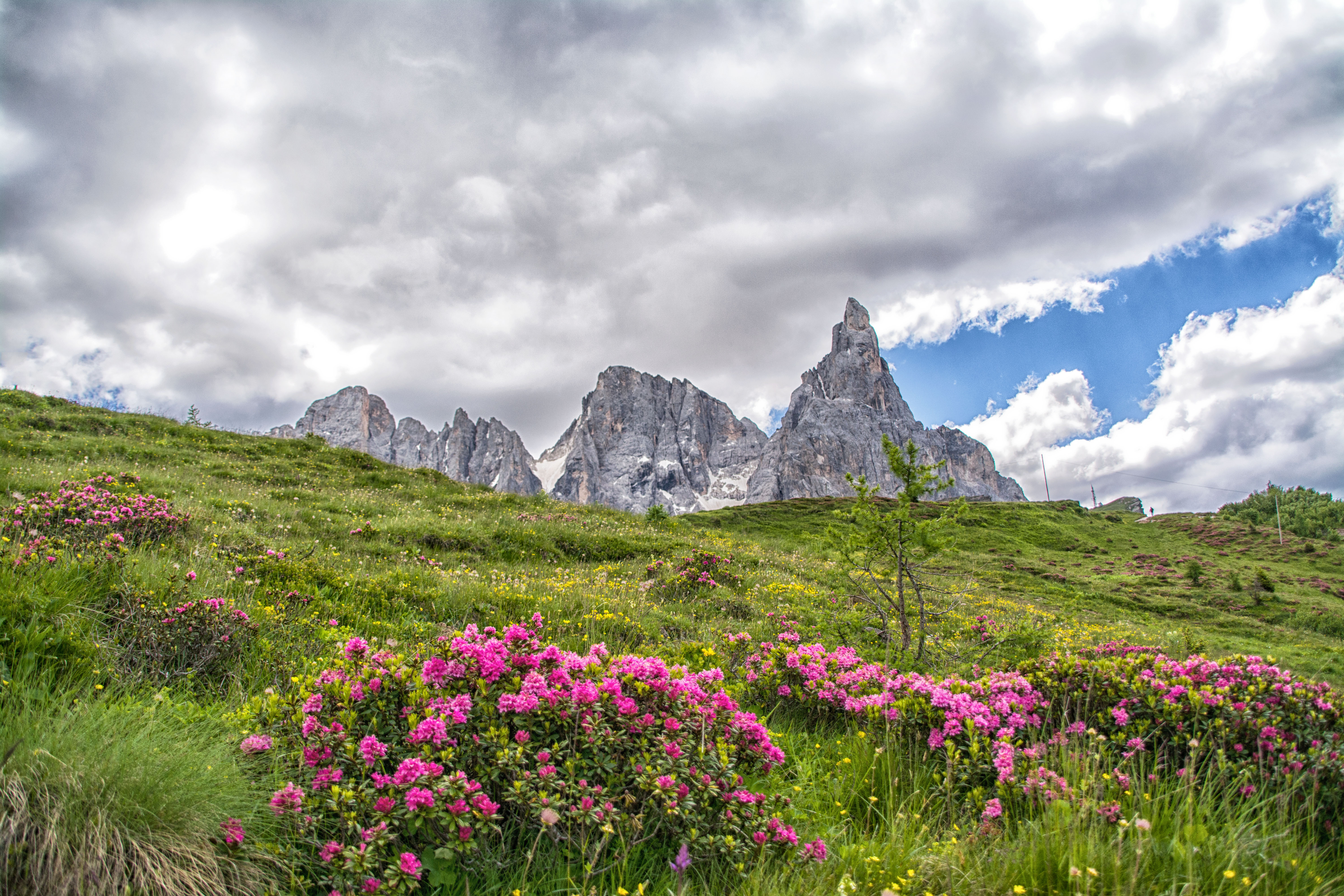 Giugno 2018.. rododendri e il Cimon della Pala.. di vaiolet