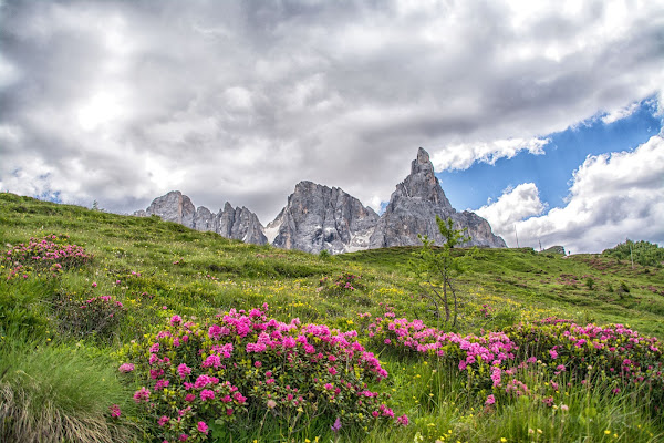 Giugno 2018.. rododendri e il Cimon della Pala.. di vaiolet