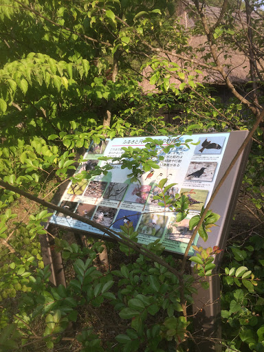 ふるさと尺の内公園の野鳥