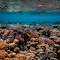 Item logo image for Scenic Photo of Coral Reef