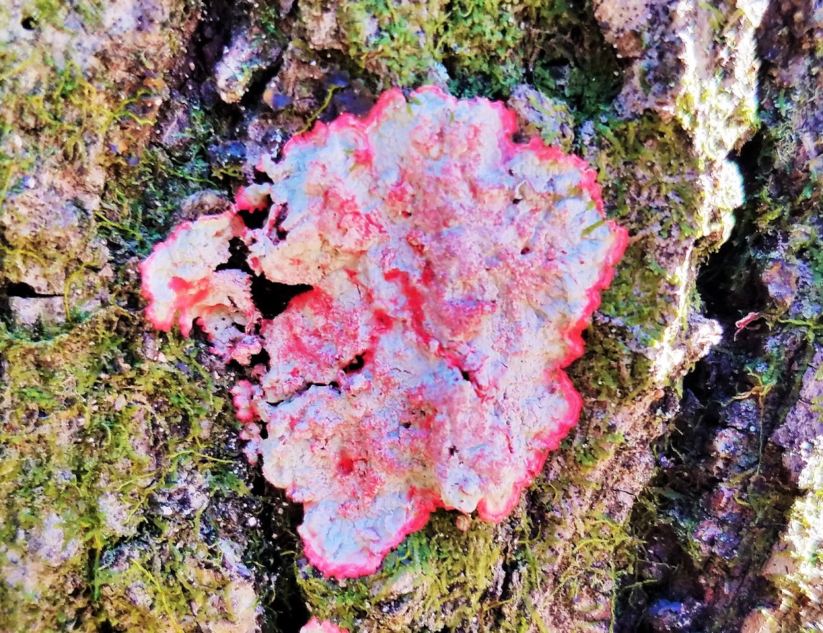 Christmas Wreath Lichen