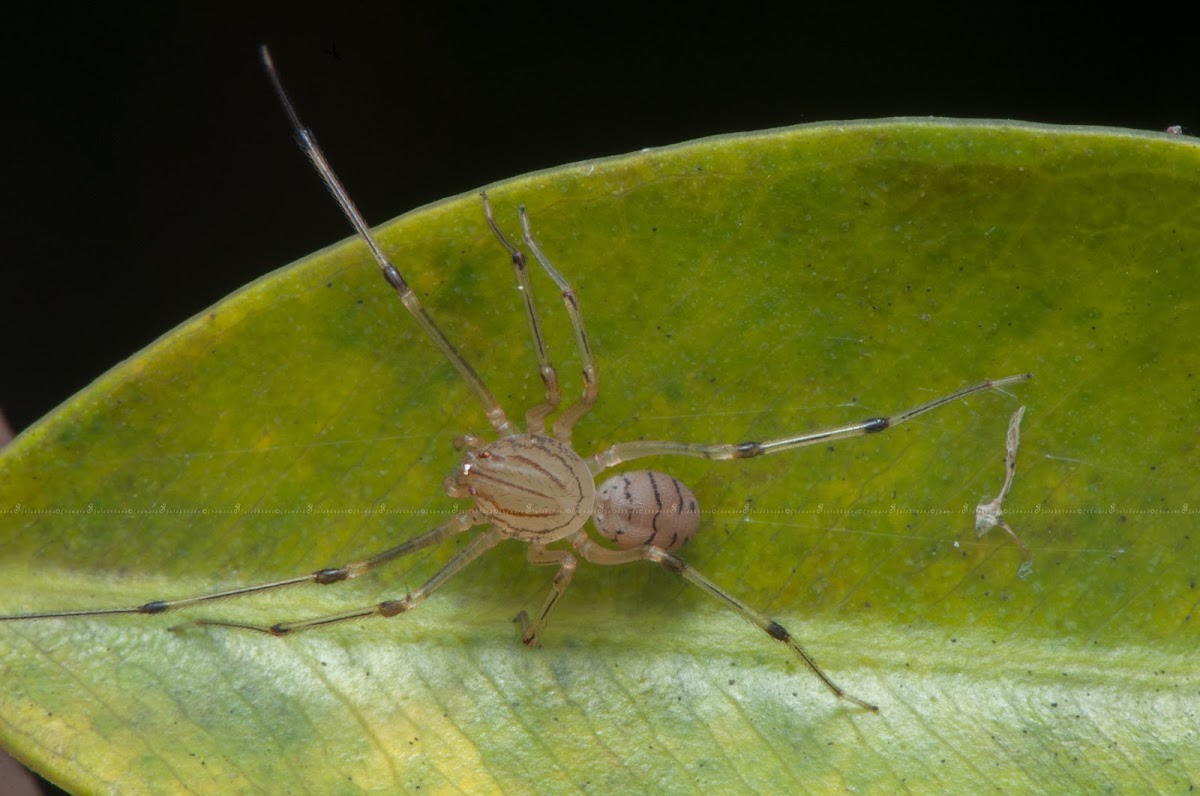 Spitting Spider