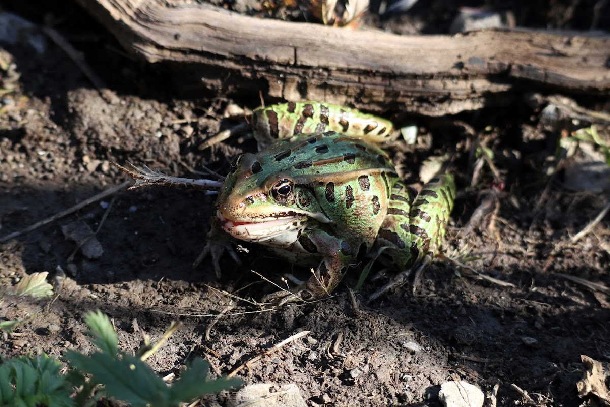 Northern Leopard Frogs