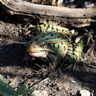 Northern Leopard Frogs