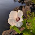 Halberdleaf Rosemallow