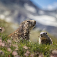 Estate al Gran Paradiso  di 