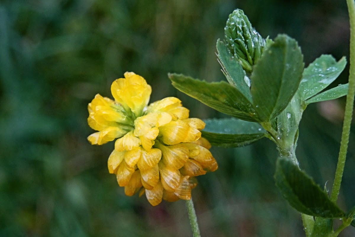 Golden Clover