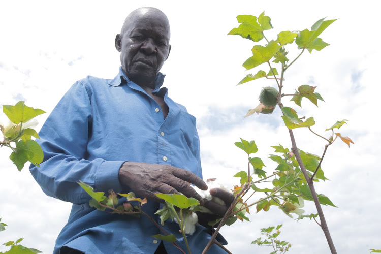 Cotton farmer Apiyo Oloo at his farm in Angalo in Homa Bay Town on Tuesday, September 13.