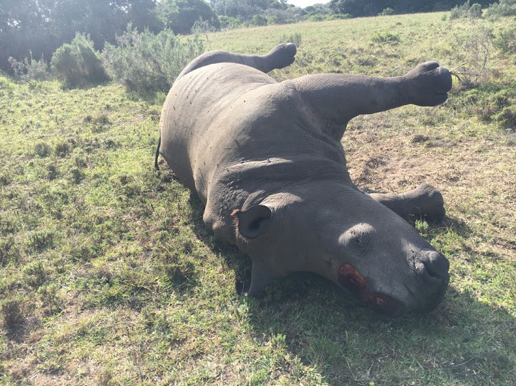 The carcass of a rhino lies on an Eastern Cape reserve after being shot and killed in May 2018.