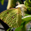 mottled emigrant