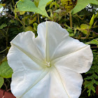 Moon flower