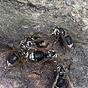 White-tailed hornet/Bald Faced Hornet