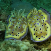 Nudibranch