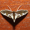 Crambid Moth