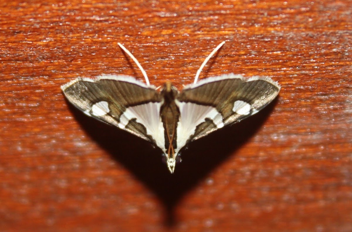 Crambid Moth