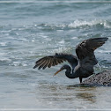 Egretta sacra 岩鷺