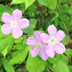 Geranium