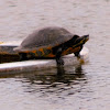 Florida Red-Bellied Cooter