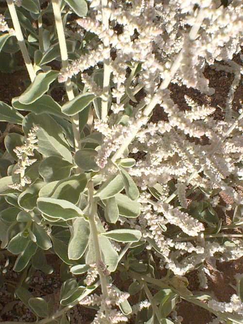 Desert cotton