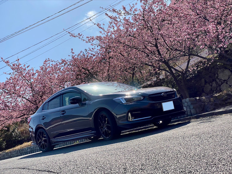 インプレッサ G4の河津桜とコラボ・四浦半島に関するカスタム事例の投稿画像1枚目
