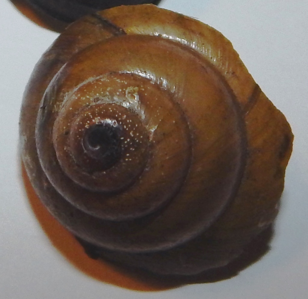 Mystery Snails