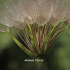 Tragopogon porrifolius L.