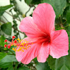 Chinese Hibiscus