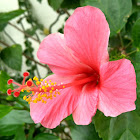 Chinese Hibiscus