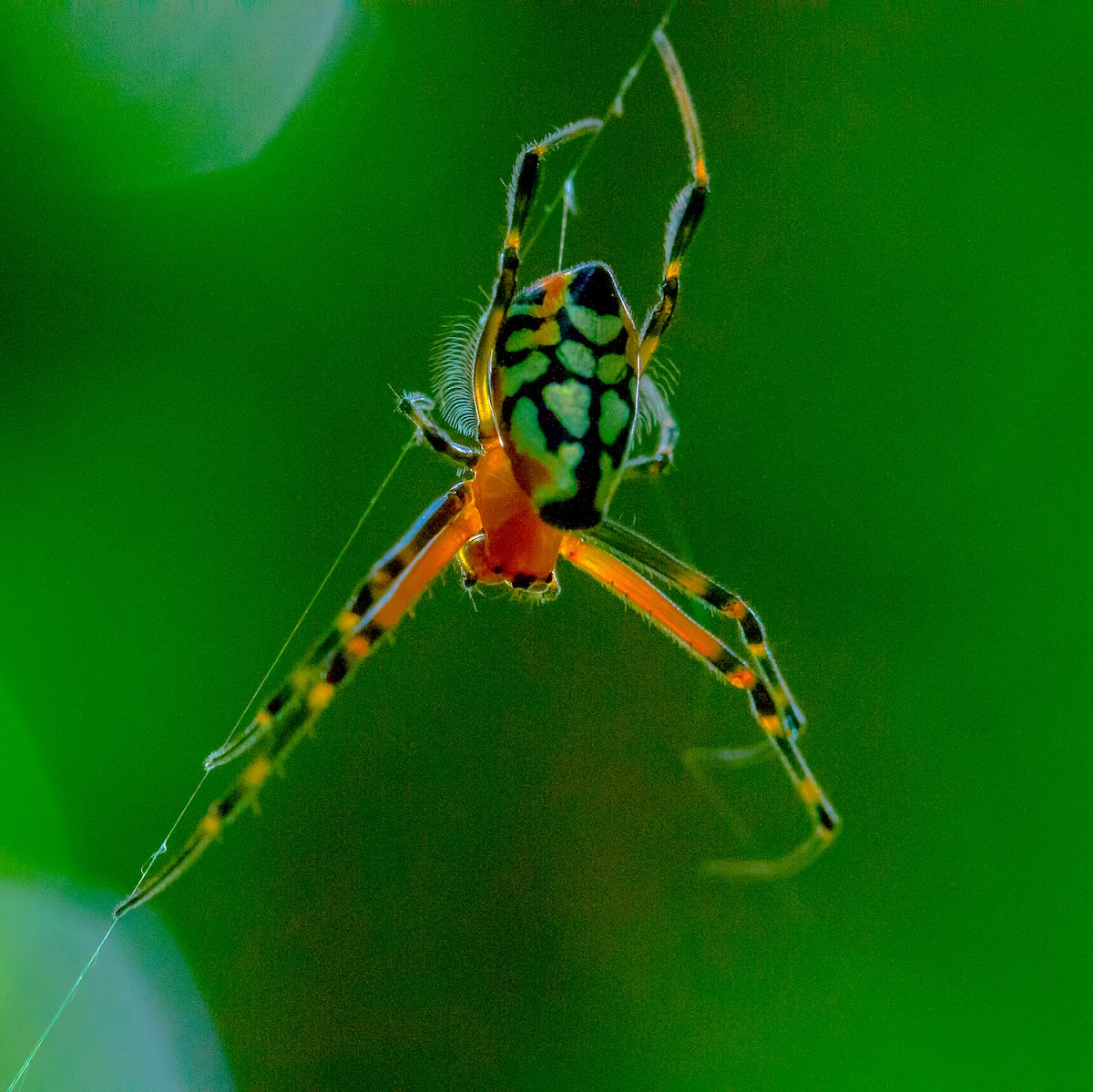 Pear-shaped Leucauge