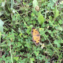 Pearl Crescent Butterfly