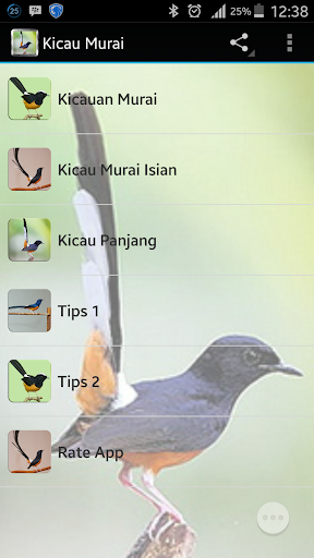 Kicau Murai Batu