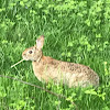 European Rabbit