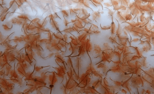 Artemia rất tốt cho cá betta con