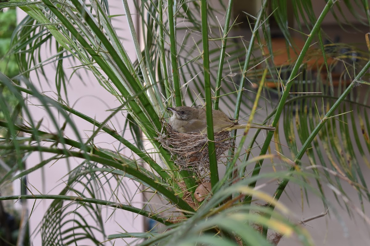 Streak-eared bulbul