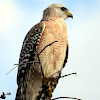 Red-shouldered Hawk