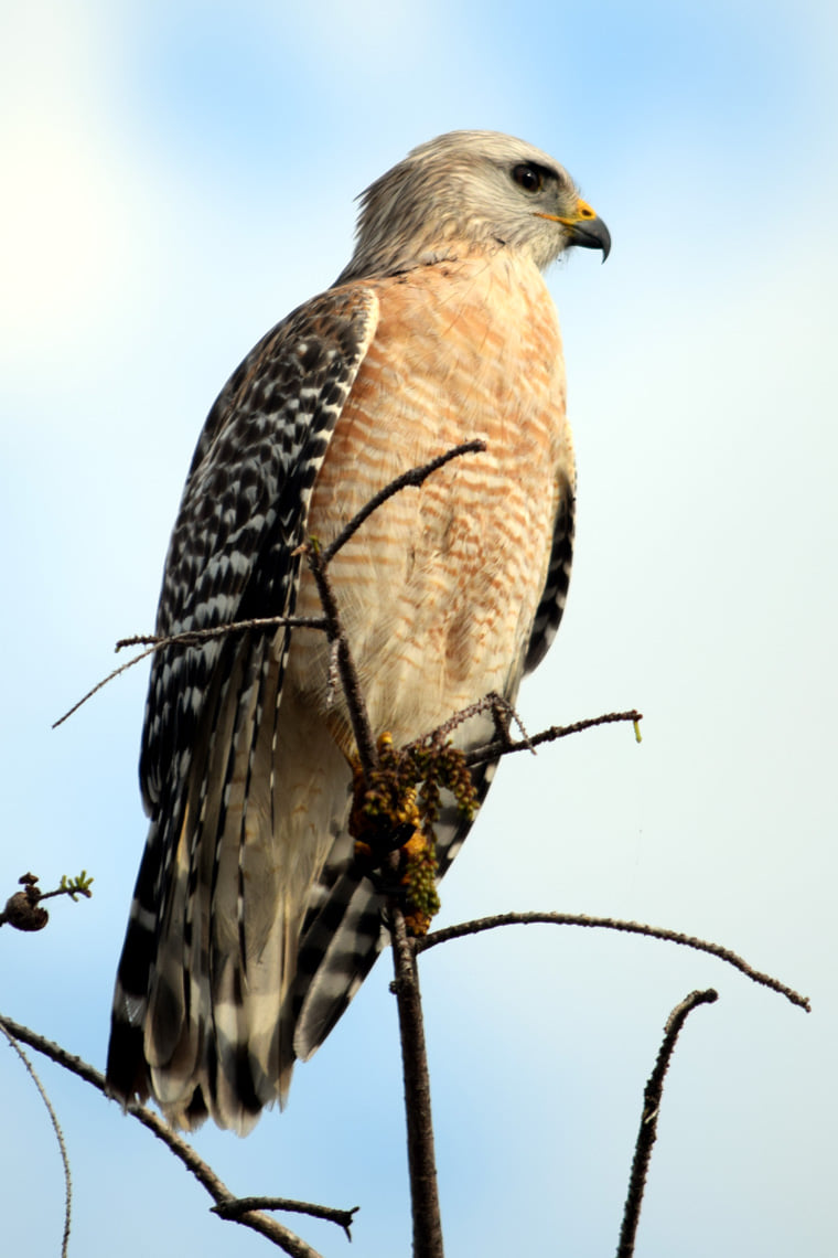 Red-shouldered Hawk