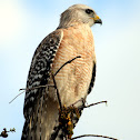 Red-shouldered Hawk