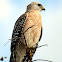 Red-shouldered Hawk