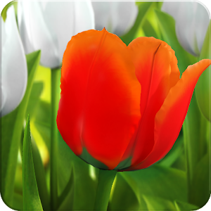 My Tulip 3D live wallpaper