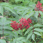 American Mountain Ash