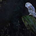 Barn owl