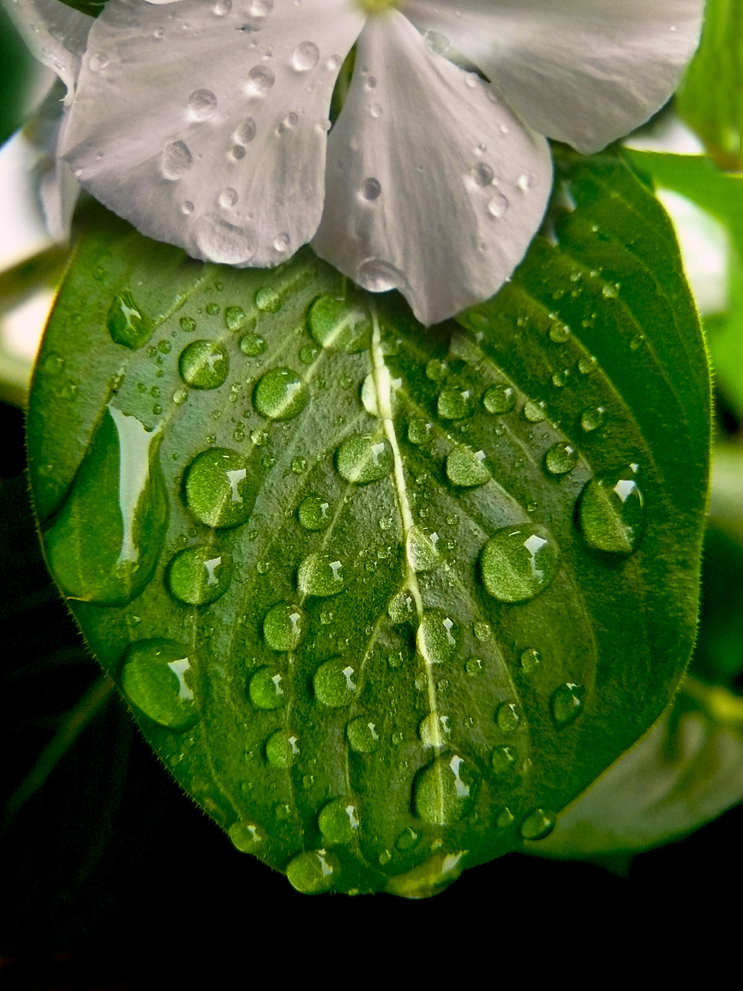 Lacrime di Aprile di Gianni.Saiani  Photos