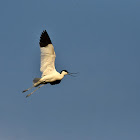 Pied avocet