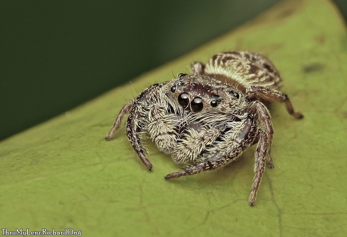 Mangrove Jumping spider