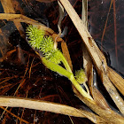 Clustered Bur-reed